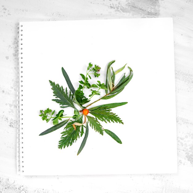 Healthy eco natural organic leaves design elements