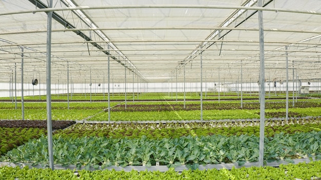 Healthy food and and bio vegetables being grown organically in hydroponic enviroment with ventilation system. Rows of different types of organic lettuce grown without pesticides in greenhouse.