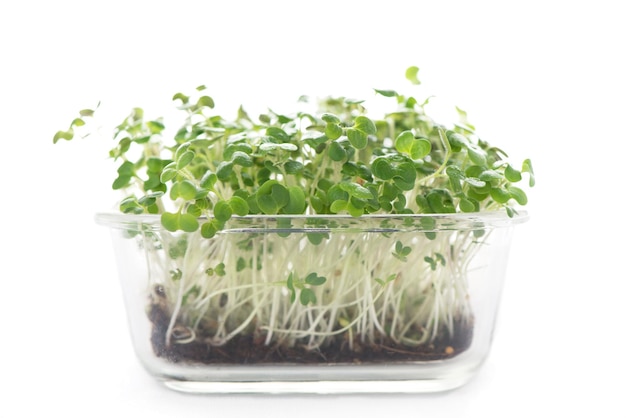 マスタード microgreens スーパー フードと緑のスモール ビジネス ボックスを成長させる健康食品コンセプト