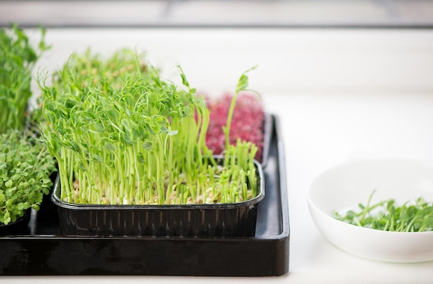 Healthy food concept growing microgreens boxes of peas cilantro scissors and a bowl of cut microgreens