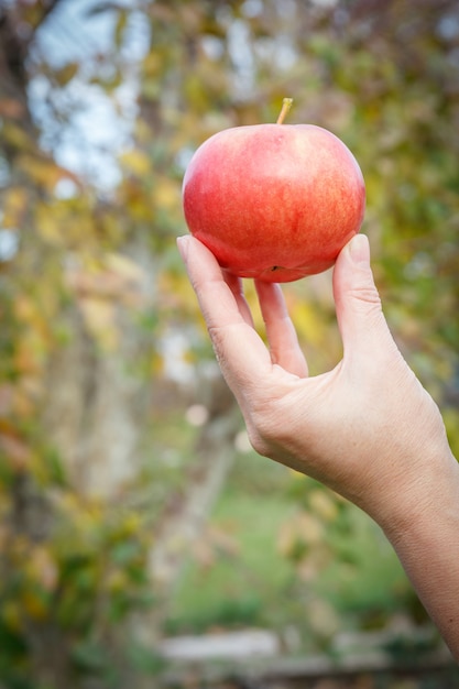 Концепция здорового питания. Женская рука держит красное спелое яблоко на размытом фоне.