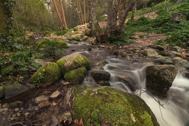 Healthy forest river