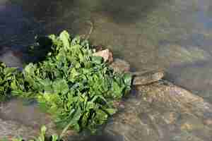 Photo healthy fresh greens watercress and spinach leaves near the river bank