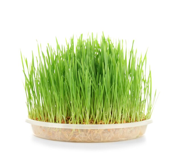 Healthy fresh wheat grass in container on white background