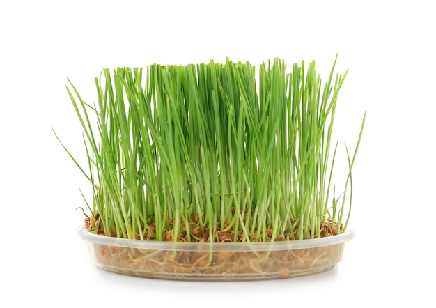 白い背景の上のコンテナーで健康的な新鮮な小麦草