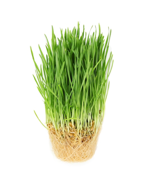 白い背景に根のある健康的な新鮮な小麦の草