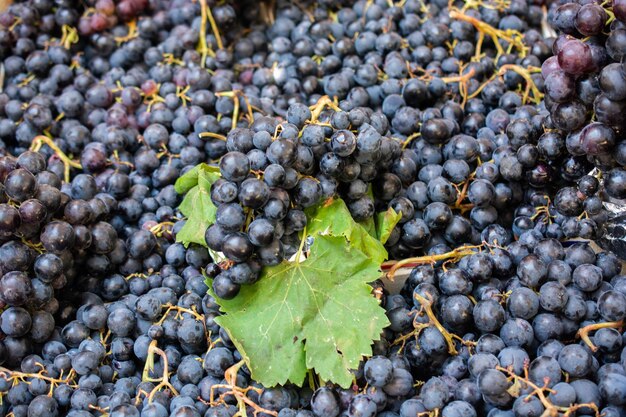 Foto frutti sani sfondo di uva da vino blu scuro rosso
