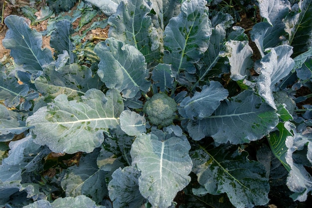 Photo healthy green organic broccoli plant growing in a vegetable garden close up and top view