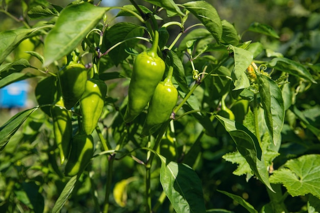 Healthy green pepper in field