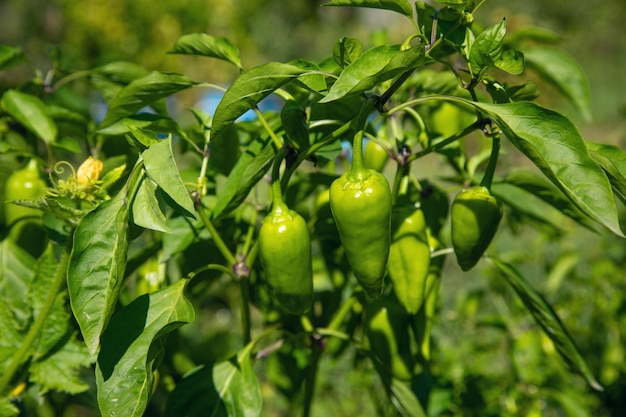 Healthy green pepper in field