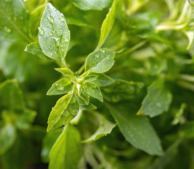 Healthy herbal food. Fresh aromatic basil macro and close up image. Top view