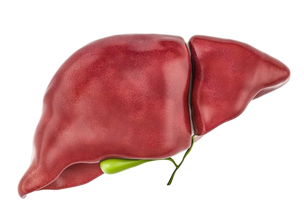 healthy human liver with gallbladder 3d rendering