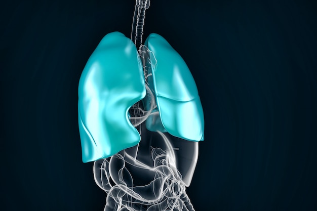 Healthy human lungs. Anatomical illustration