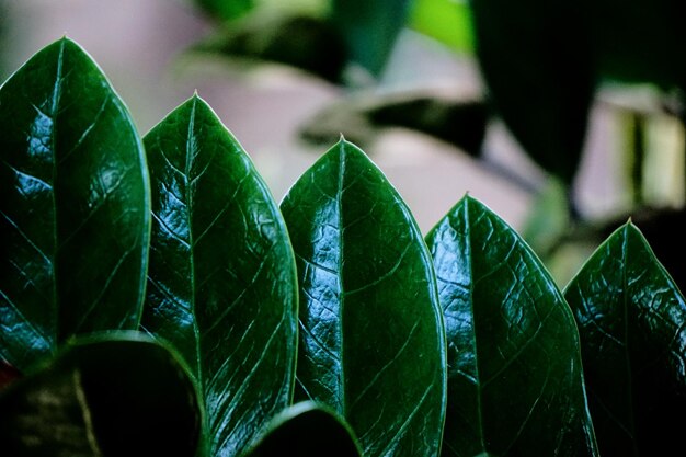 Photo healthy leaves - zamioculcas zamiifolia engl