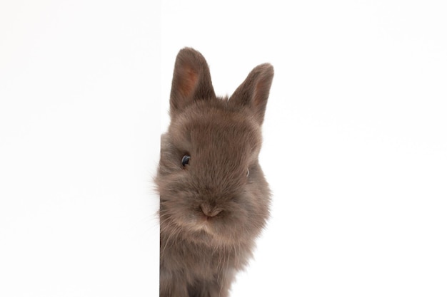Premium Photo | A healthy lovely baby brown bunny on white background cute  fluffy rabbit on white background lovely mammal with beautiful bright eyes  in nature lifeanimal concept