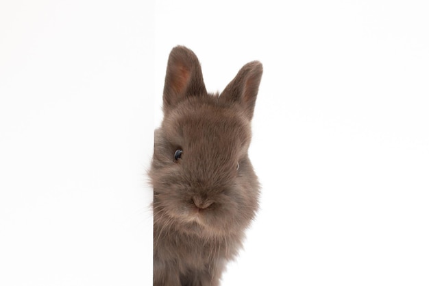 Un coniglietto marrone sano e adorabile del bambino su fondo bianco simpatico coniglio lanuginoso su fondo bianco mammifero adorabile con i bei occhi luminosi nella vita della naturaconcetto animale