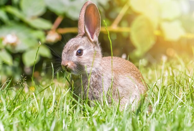 Photo healthy lovely bunny easter fluffy rabbits adorable baby rabbit on blur background