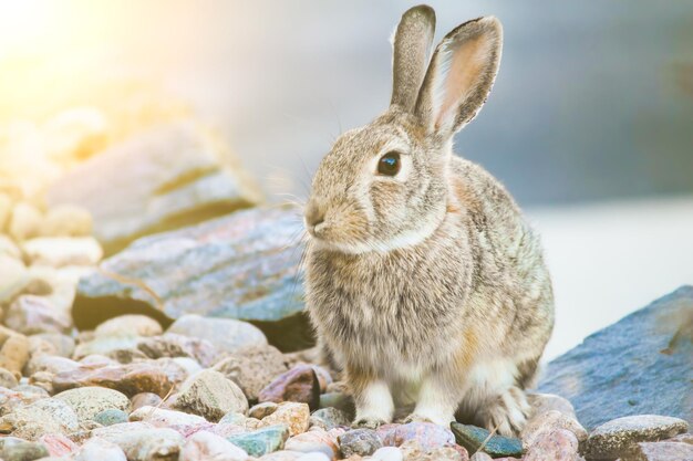 写真 健康的な素敵なウサギのイースターふわふわウサギぼかしの背景に愛らしい赤ちゃんウサギ