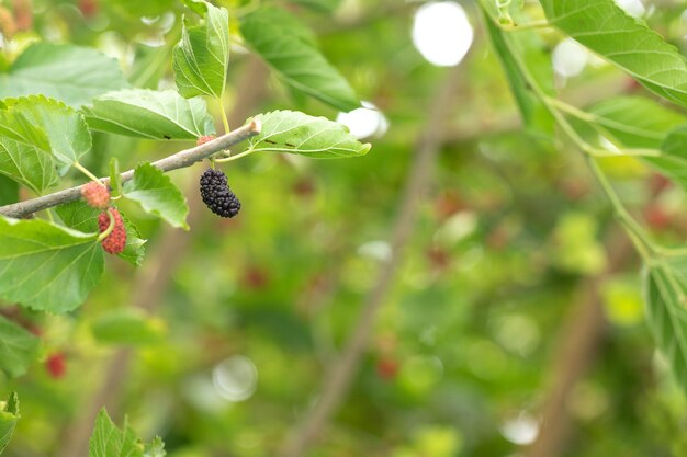 健康的なmulBerryまたはSehtut