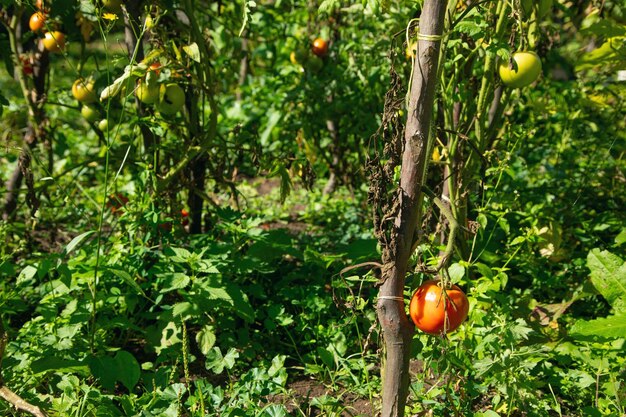 Healthy natural tomatoes in field