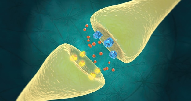 Healthy neurotransmitter levels and receptor binding