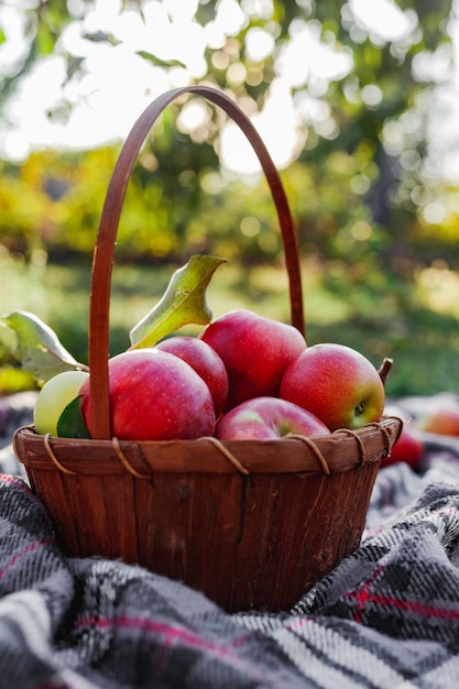 Mele mature rosse organiche sane nel cestino. autunno al giardino rurale. mele fresche in natura. villaggio, picnic in stile rustico. composizione nel giardino di mele per succo di mela naturale.
