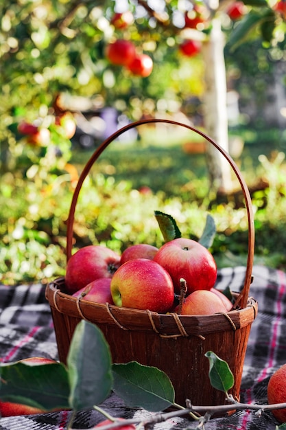 Foto mele mature rosse organiche sane nel cestino. autunno al giardino rurale. mele fresche in natura. villaggio, picnic in stile rustico. composizione nel giardino di mele per succo di mela naturale.