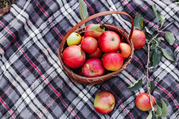 Healthy Organic red ripe Apples in the Basket. Autumn at the rural garden. Fresh apples in nature.