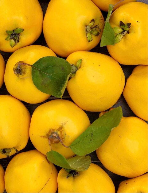 Healthy organic yellow quince fruits