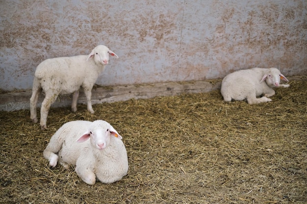 Healthy pure bred Sheep on a farm