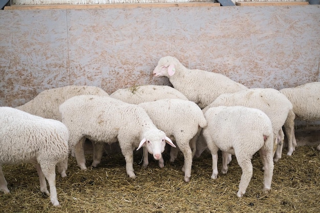 Здоровые чистопородные овцы на ферме