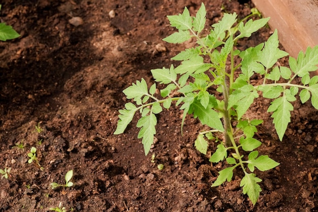 Healthy tomato seedling in a greenhouse growing your vegetables in garden The concept of food selfsufficiencyGreen tomato seedlings in a solar greenhouse