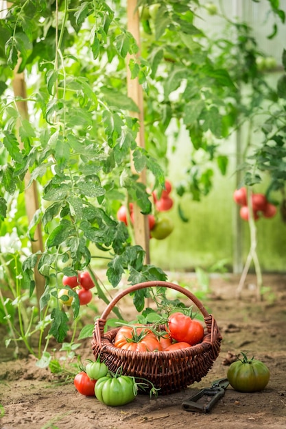 Photo healthy various tomatoes in old wicker basket