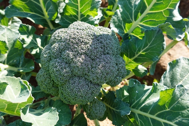 healthy vegetable garden plant concept broccoli to harvest broccoli health food broccoli