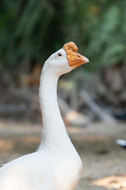 Здоровый белый самец гуся стоит на естественной открытой ферме