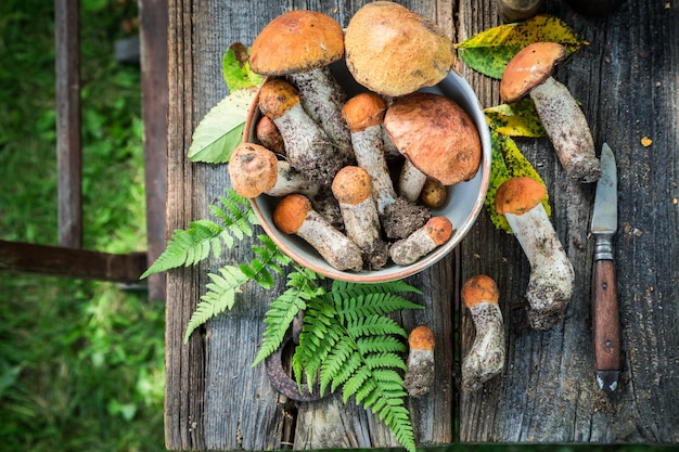 Здоровые дикие грибы, свежесобранные в лесу