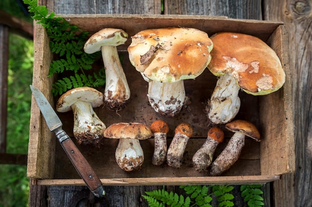 Полезные лесные грибы прямо из леса