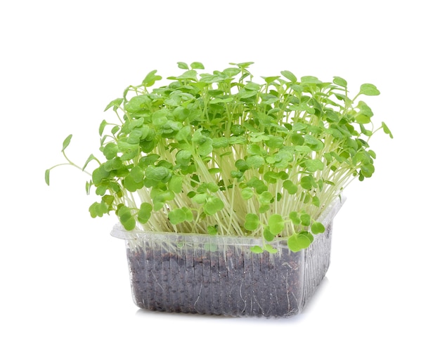 Heap of alfalfa sprouts on white background