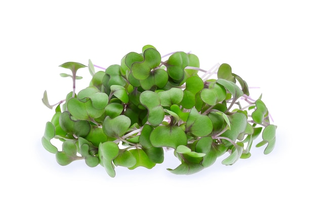 Heap of alfalfa sprouts on white background