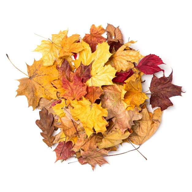 Heap of autumn dry leaves isolated on white background.