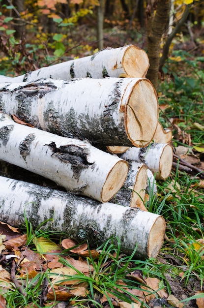 Heap of birch logs in the forest among the grass and colorful fallen leaves.