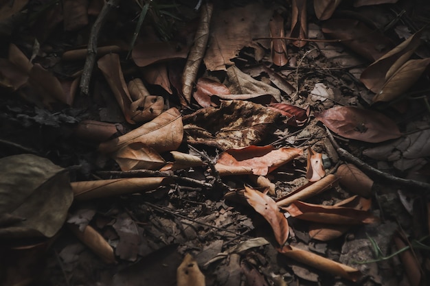 Heap of dry leaves on the ground