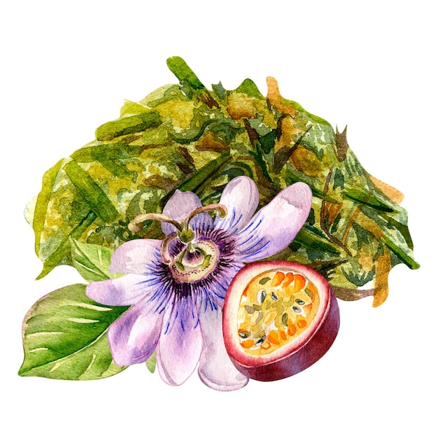 Heap of dry tea passion flower and fruit watercolor illustration isolated on white