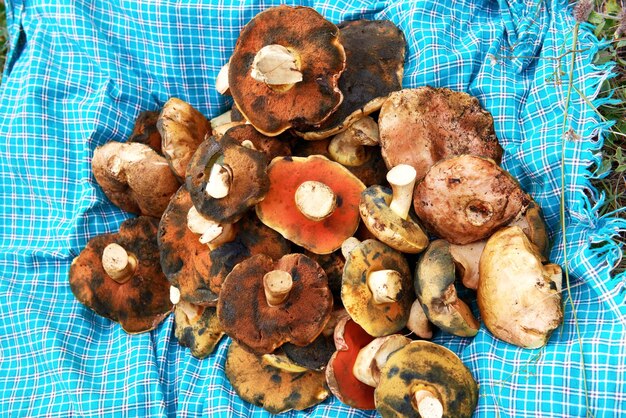 Heap of edible autumn fungus mushrooms on blue cloth