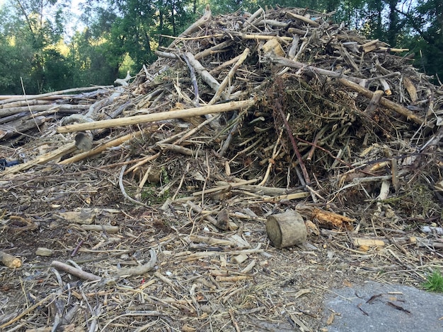 Heap of firewood in forest