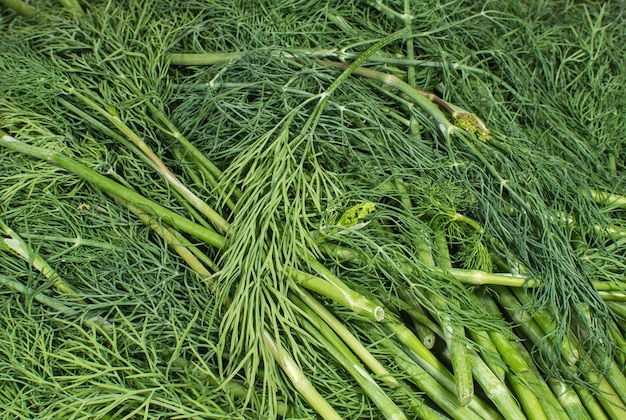 Heap of fresh green dill closeup