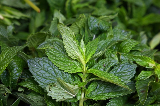 Heap of fresh green mint