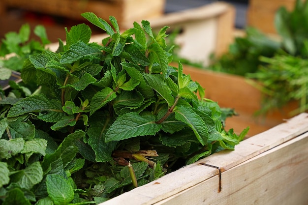 Heap of fresh green mint