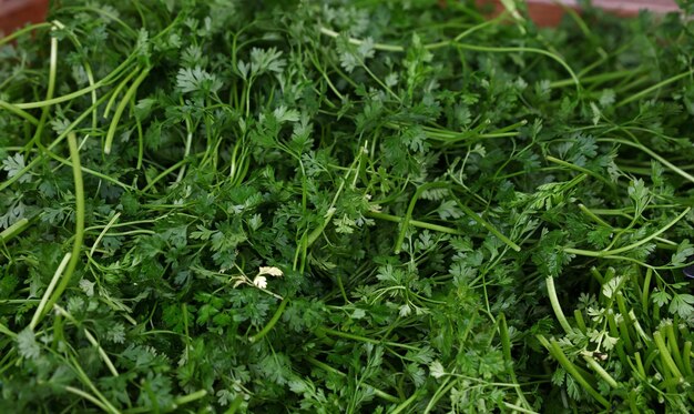 Heap of fresh green parsley bunches