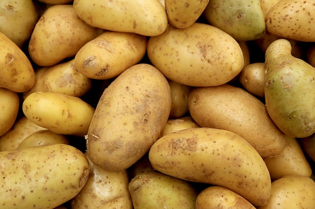 Heap of Fresh Law Potatoes for Background or Banner